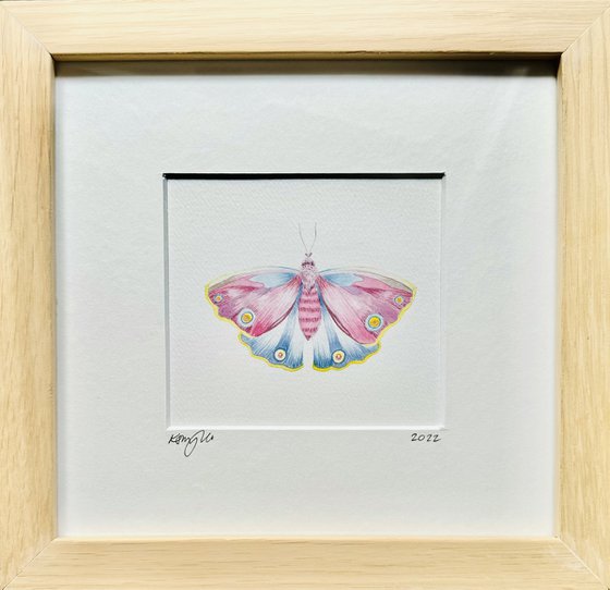 Framed Watercolour Moth