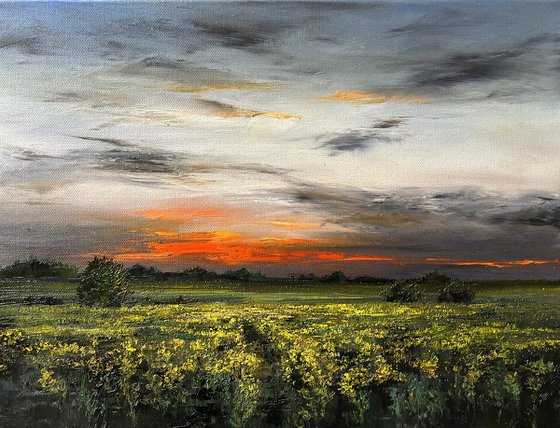 Rapeseed by Sunset