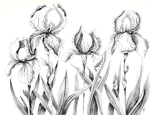 Irises by Aneta Gajos