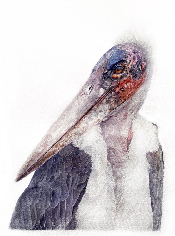 African Marabou stork, bird portrait