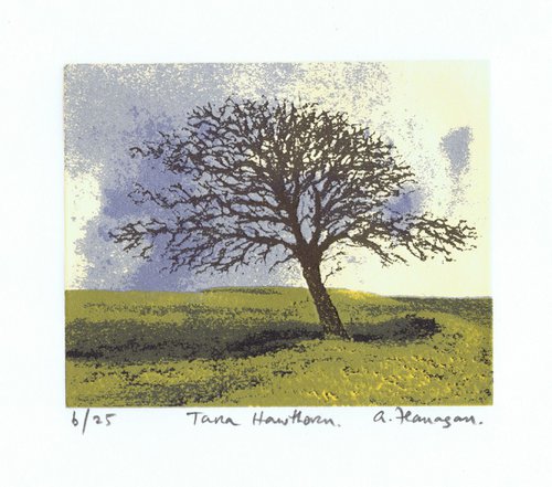 Tara Hawthorn by Aidan Flanagan Irish Landscapes