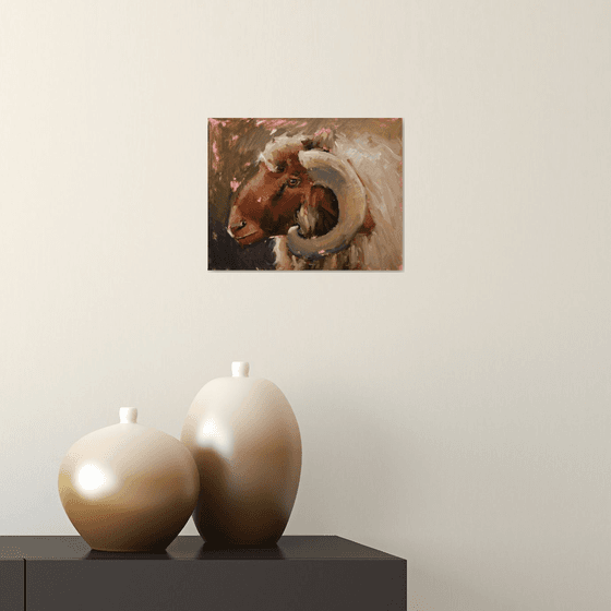 Awassi Sheep Study