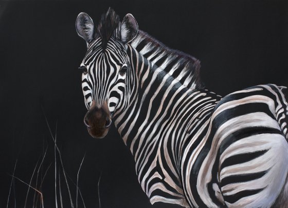 zebra