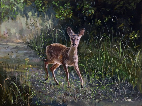 Fawn in woodland