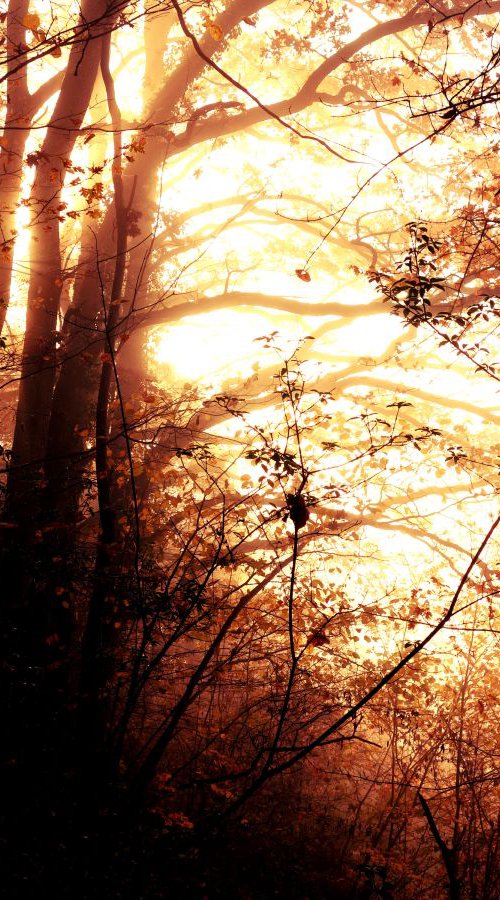 Sunrise in foggy forest - 60x80x4cm print on canvas 05082a1 READY to HANG by Kuebler