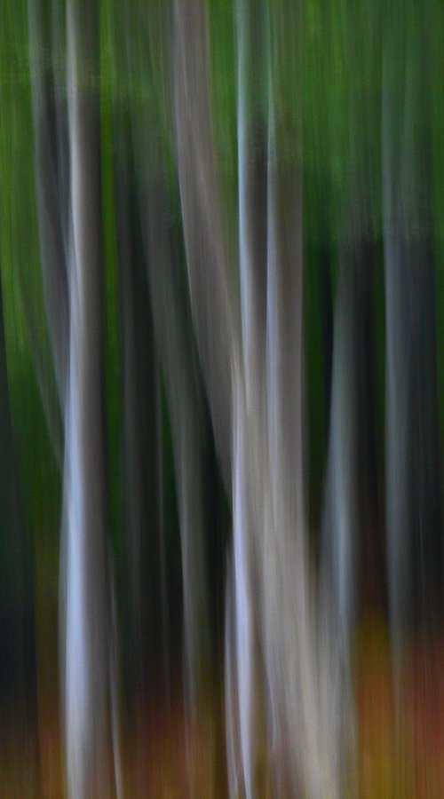 Trees.... by PHILIPPE BERTHIER