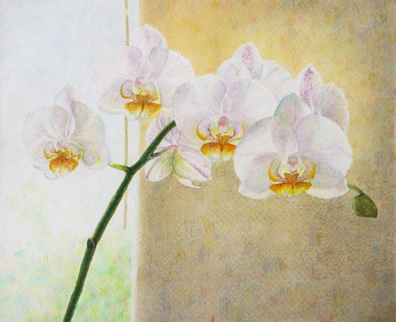 Orchid before the Window