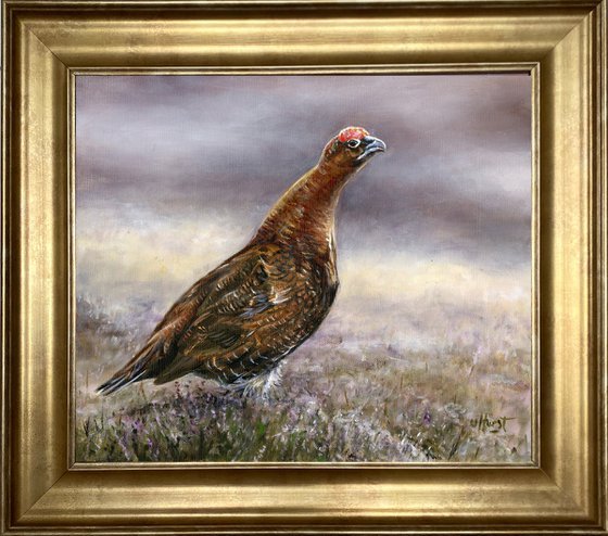 Red Grouse