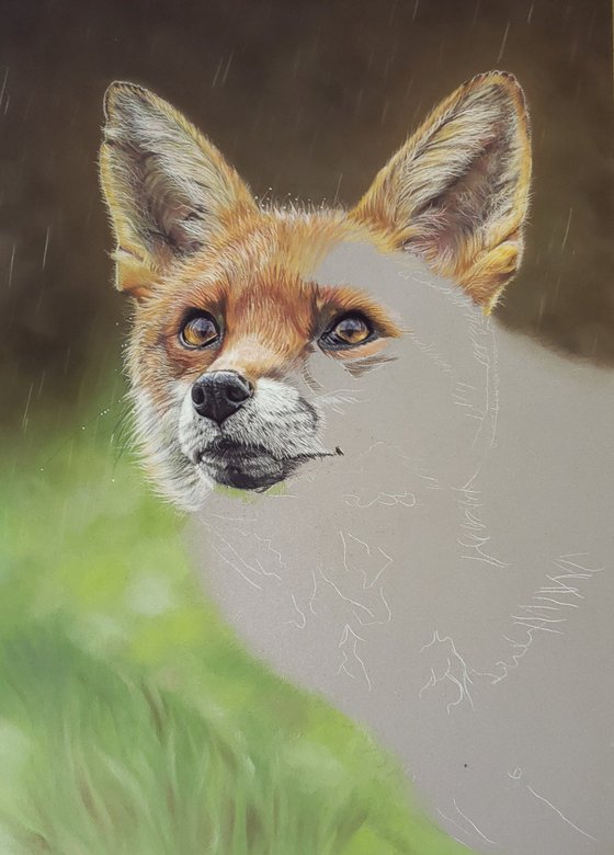 “Fox in the Rain”