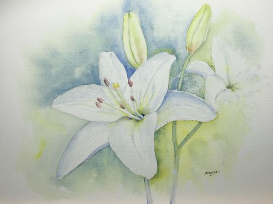 White lily