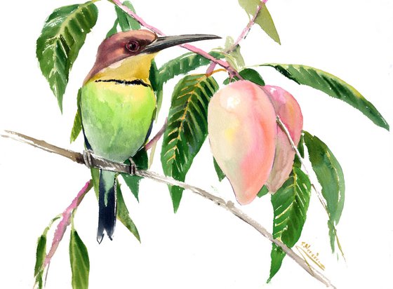 Chestnut Headed Bee Eater and Mango Tree