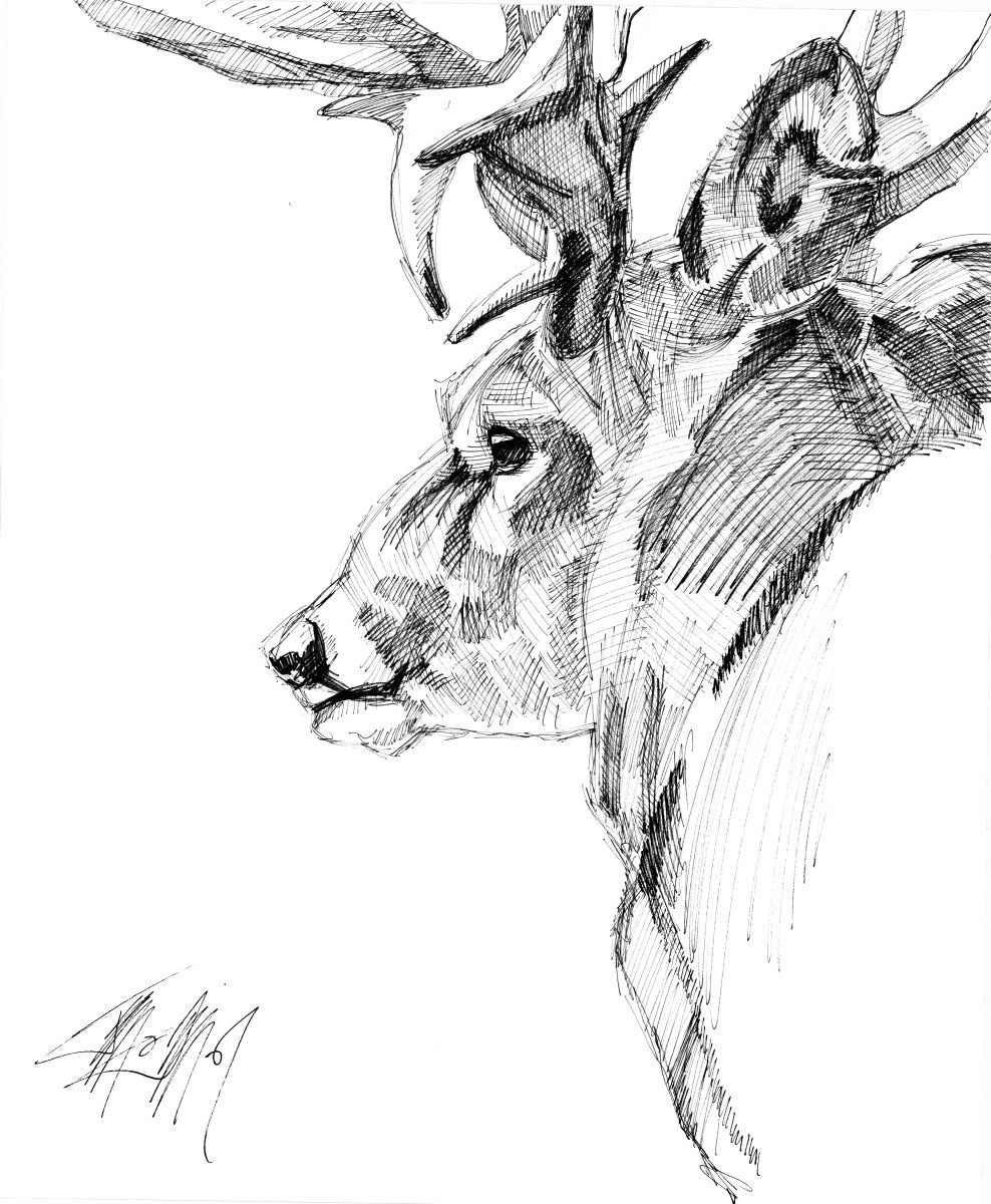 Stag by James Simon