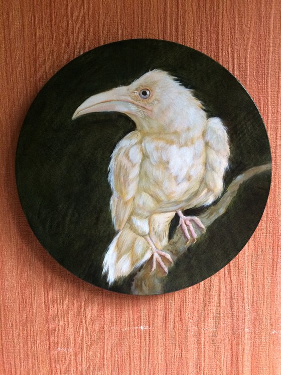 Bird portrait of white crow on a round canvas - Gift idea for bird lover