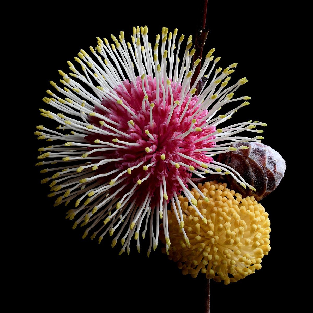 Photograph , Hakea Supernova By Nadia Culph, 35 X 35, Artwork For Sale On Artfinder