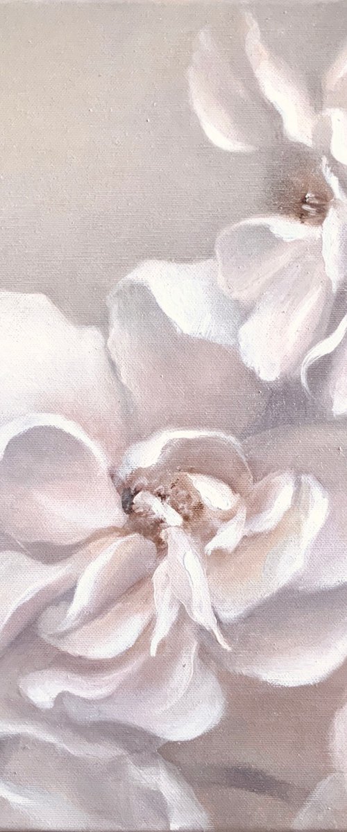 Blush Noisette, Roses by Alena Post