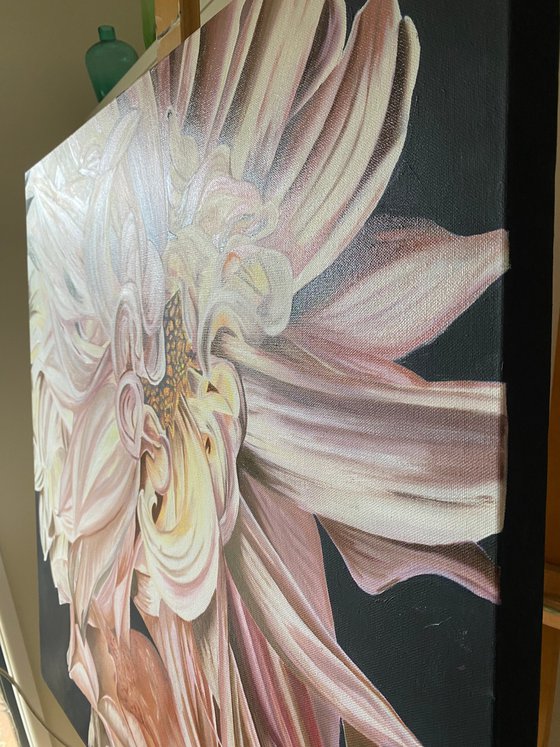 Dahlia Delight