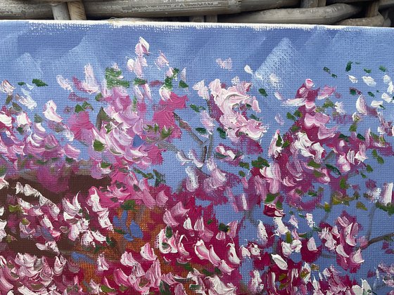 Blooming magnolia in Dalen