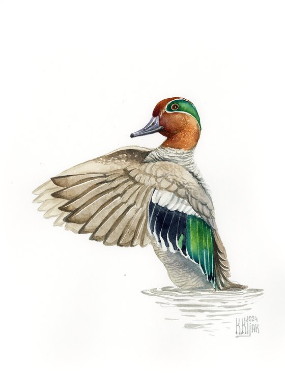 Eurasian teal