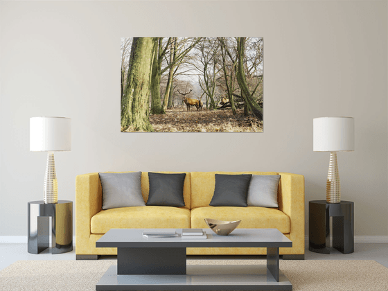 THE STAGS