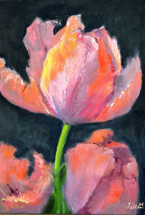 Coral tulips 1