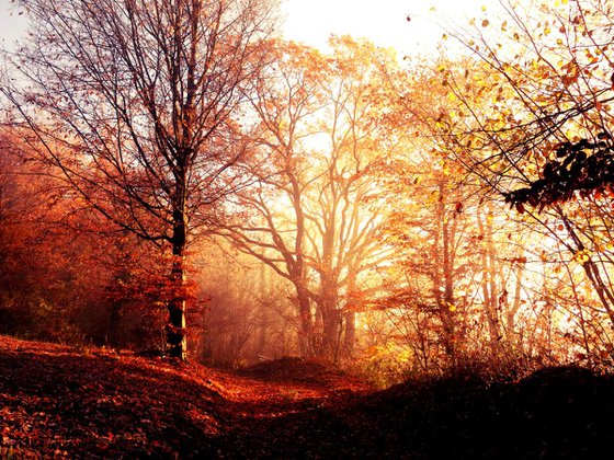 Sunrise in foggy forest - 60x80x4cm print on canvas 05099a1 READY to HANG