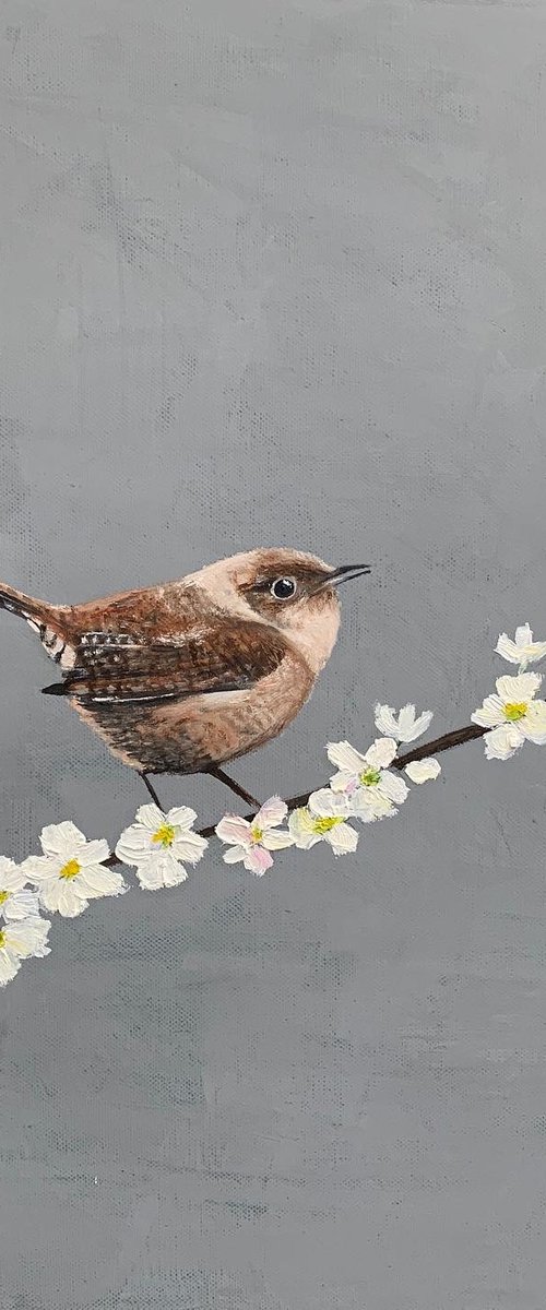Wren on Cherry Blossom by Laure Bury