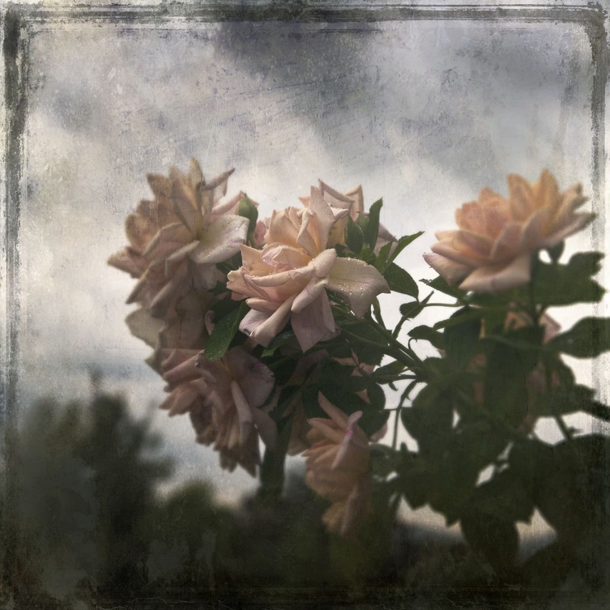 Roses by Chiara Vignudelli