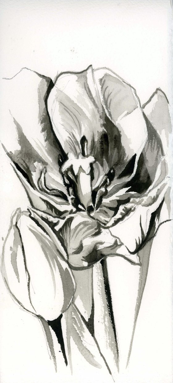 tulip watercolor drawing