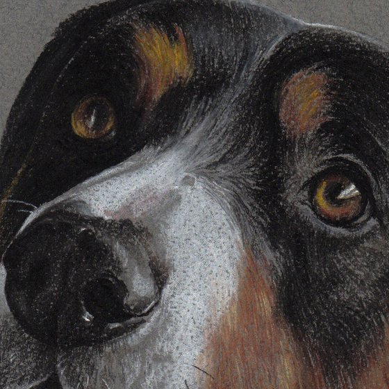 Entlebucher Sennenhund. 21cm x 30cm. Pastel on colored paper.
