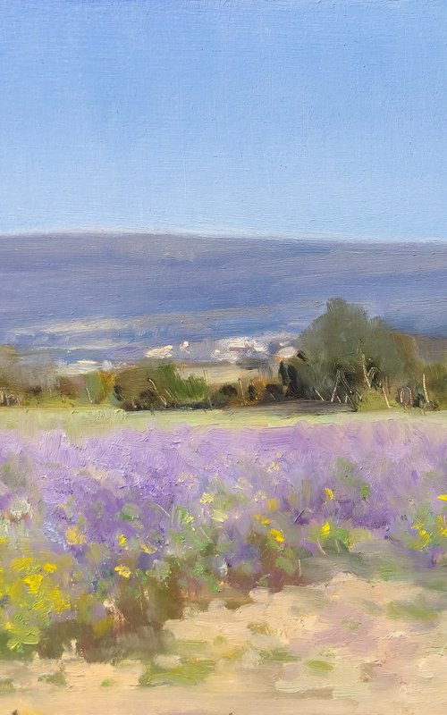 Lavender Fields at Valensole by Pascal Giroud