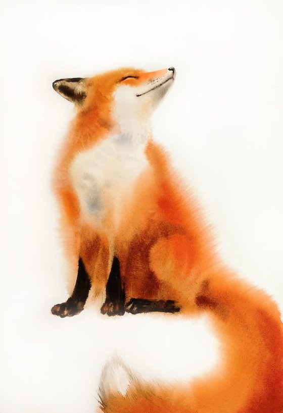 Red Fox - foxy - fox portrait