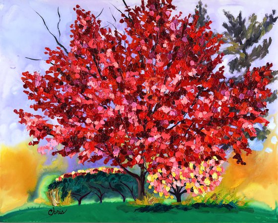 Red & Pink Maple Tree