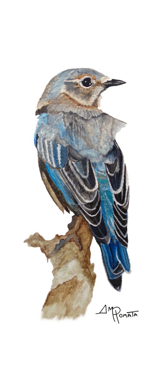 Watercolor Eastern Bluebird by Angeles M. Pomata