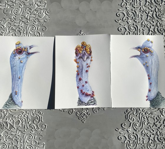 Fun Ocellated Turkey Triptych