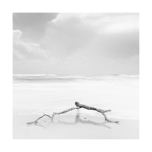 Sea Branch III by David Baker