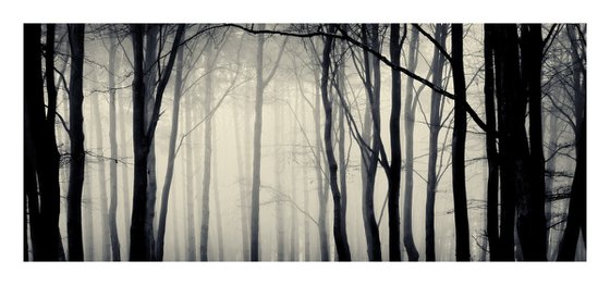 New Forest Pano II