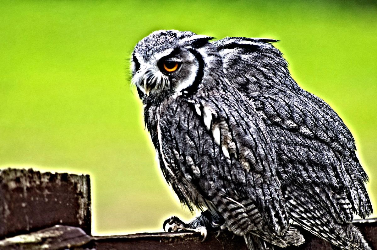 Animal Photograph By Marc Ehrenbold, 40 X 30", Angry Birds, Original Artwork