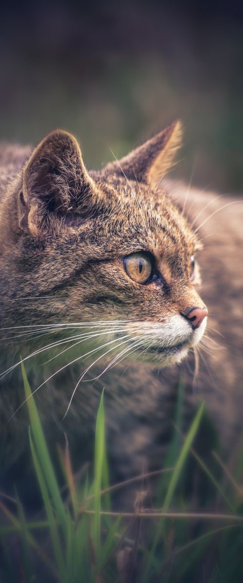 Scottish Wildcat by Paul Nash