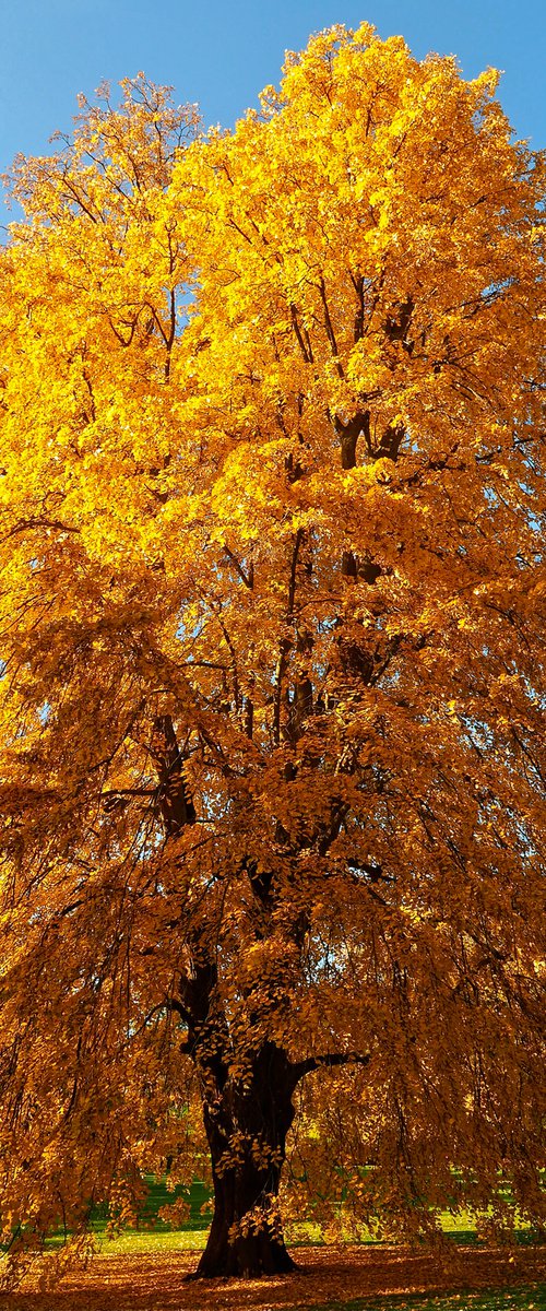 Autumn Tulip Tree by Alex Cassels