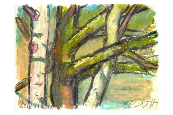 Birch Trees 02