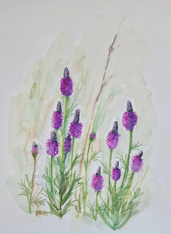 Purple Prairie Clover