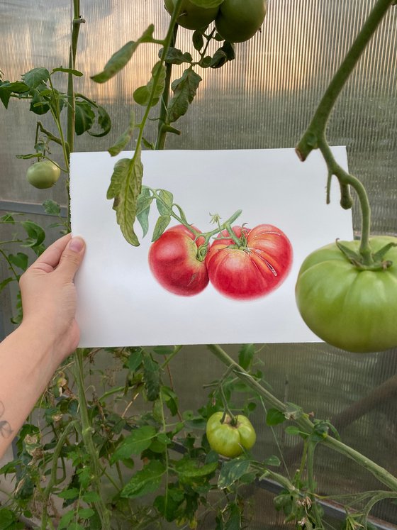 Tomatoes with a branch