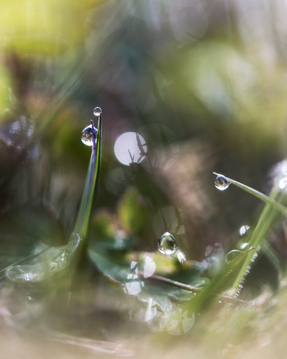 Wonderland under our feet - dreamy macro photo of dewdrops in the grass, green and yellow by Inna Etuvgi