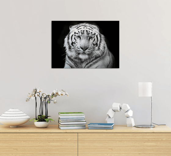 White tiger