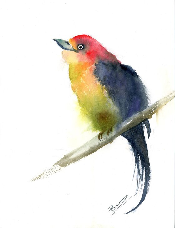 Western tanager