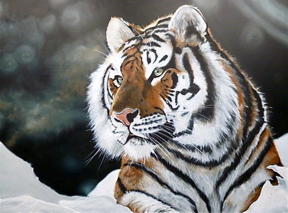 'Tiger in the Snow'