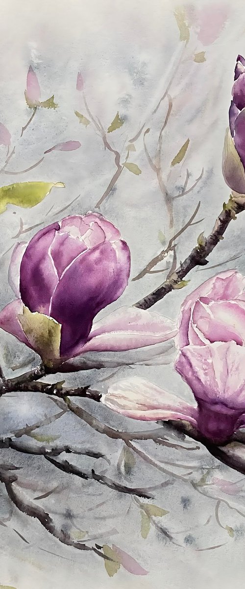 Magnolia, flowers, watercolour by Natalia Butenko