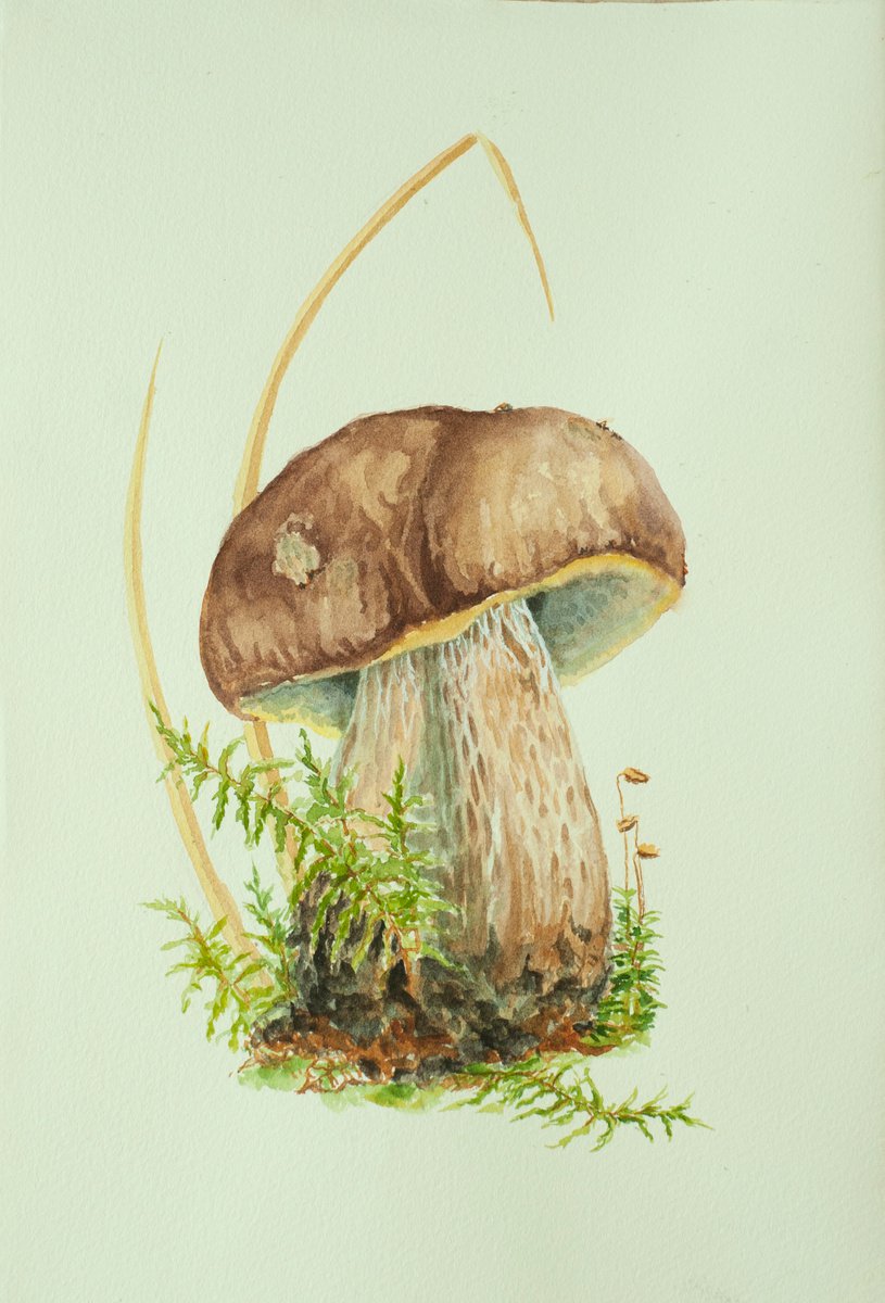 Mushroom botanical illustration by Maria Chernobrovkina
