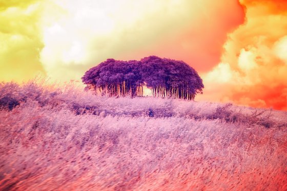Colour Infrared Coming Home Trees