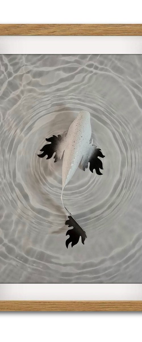 Black tip fantasy Koi by Daniel A du Preez
